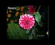 Neazul, Lost World
