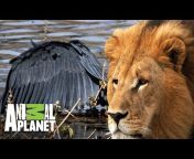 Animal Planet Latinoamérica
