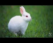Rabbit rock 🐰🐇