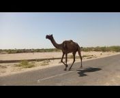 Thar Camels