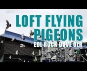 Secret of Pigeon Racing