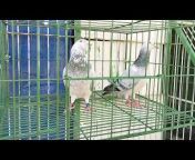 Alamin Pigeon Loft