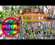 Growing Orchids with Roger