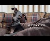 Sukka The Italian Greyhound