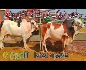 Multan Cow Mandi