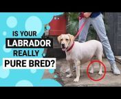 Labrador Care