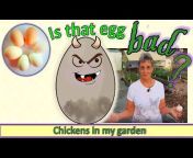 Chickens in my garden