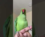 Parrot Ecstasy