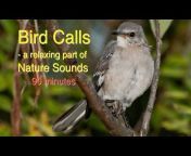 Nature Sounds with Songbirds
