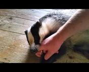 Tor the tame badger