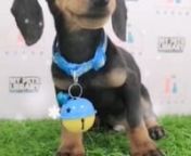 Black & Tan Miniature Dachshund Puppy (Male) For Sale from sale male