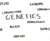 explorebiology.org/collections/geneticsnnThis video explains common genetics and dna terminology, including- genome, chromosome, homologous chromosomes, autosomal chromosomes, sex chromosomes, sister chromatids diploid, haploid, genes, alleles, gametes, mitosis, phenotypes, homozygote, heterozygote, dominant, recessive, and nucleotide bases. Learn more about Genetics in The Explorer’s Guide to Biology (explorebiology.org/collections/genetics).