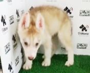 Siberian Husky Puppy (Male) For Sale from sale male