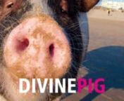 This documentary follows Dutch butcher Gerard Zwetsloot who raises a pig in his backyard to provide high quality pork for his shop. The last few pigs have been saved from slaughter and put into a pig sanctuary. Will Dorus get the same reprieve or will it be sausage? The movie explores whether the pig is truly an unclean animal as depicted by various religions. Some love him, some hate him, Some like to eat him. nThe documentary premiered at Full Frame and IDFA and was awarded the Golden Merit aw