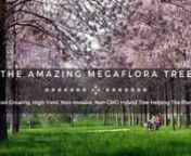 http://www.bioeconomysolutions.com/nOffice: 843.305.4777nnThe Amazing MegaFlora Tree® nA fast growing, high-yield, non-invasive, non-GMO hybrid Paulownia tree that makes planet Earth a better place to live for all forms of life nnTHE MAN BEHIND THE MEGAFLORA TREE nDr. Ray Allen’s initial work that led eventually to the creation of the MegaFlora Tree occurred in the late 1990’s with his participation in a plant breeding effort to develop a 3-way cross of three Paulownia species: P. fortunei,