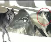 KURT vs KIRGIZ TAYiGAN AV KOPEKLERi- KiRGHiZ TAYiGAN DOG vs WOLF