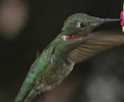 This has been a tough catch this summer due to less than the usual amount of hummingbirds, but the video shows male and female ruby throated hummingbirds in slow motion.