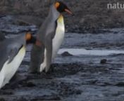 King penguins (Aptenodytes patagonicus) wading through mud and falling over, Prion Island, South Georgia.nn© Peter Bassett / naturepl.comnn1528545nnhttps://www.naturepl.com/stock-video/king-penguins-(aptenodytes-patagonicus)-wading-through-mud-and-falling-over/search/detail-0_01528545.html
