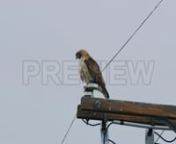 Get this here: https://motionarray.com/stock-video/california-hawk-species-264194n...included with our Unlimited memberships. Or download hundreds of other assets with a FREE account. https://motionarray.com/freennThis video features a red-shouldered hawk sitting high upon an electrical pole in California.