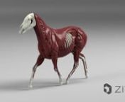 Accelerate your creature pipeline with Gala, the majestic Quarter Horse. The Gala rig comes complete with muscles, fat, skin, and two mo-cap animations – everything you need to make great things. Discover more about Gala today: https://zivadynamics.com/ziva-characters