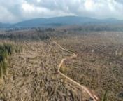 [English below]nnIl 29 ottobre 2018 la tempesta Vaia ha raso al suolo 42.500 ettari di bosco per un totale di 8,5 milioni di metri cubi di legname nei boschi del nord-est italia. milioni di alberi sono stati sradicati, stravolgendo completamente il paesaggio di quei luoghi.nnAlcuni scienziati, forestali e ricercatori l&#39;hanno definito