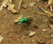 Cicindela sexguttata ovipositing. You can learn more at:nhttp://naturedocumentaries.org/4106/six-spotted-tiger-beetle/