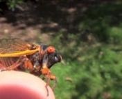 This cicada is trying to drink sap from my thumb. My thumb is not a tree branch, so it failed. It didn&#39;t hurt, but I felt it. It made no hole.