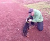 Life on a Kelpie StudnnWhat do you know about dogs?nn