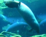 I love the manatees.I didn&#39;t plan on filming a pooping manatee, it just worked out that way.And then a fish comes along,