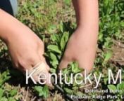 WFPL visits Dohn and Dohn Gardens in Pleasure Ridge Park. The gardens provide mint for the signature mint juleps featured at Churchill Downs during the Kentucky Derby. Brothers Nathan and Nolan have been working on the farm since they were about 15 years old.