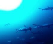 Swimming inside a Hammerhead Shark school from deep blue sea