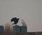 a Raven and a Snowy Owl. Jersey City on Liberty National golf coursena description of this interactionby Bernd Heinrich author of