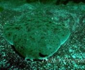 Requin ange de mer du Pacifique (Squatina californica)nCes images ont été réalisées le long de la cote de l&#39;île de Santa Barbara au large de la Californie nL&#39;ange de mer du Pacifique est un requin malgré son corps aplati qui fait penser à une raie.