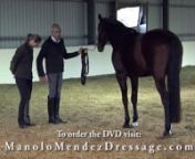 Unlock &#36;5 Off Today! Use Promo Code: ThrivennDive into the art of equine training for wellness like never before with this comprehensive 3-hour DVD. This invaluable resource encapsulates the wisdom of in-hand and dressage expert Manolo Mendez, a true master in the field, and is your gateway to a harmonious, holistic partnership with your equine companion.nnWhat You&#39;ll Learn:nn -Explore the principles of in-hand and lunge line training.n -Embrace a variety of lunging and groundwork techniques to