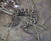 While hunting in the Selous Game Reserve, Tanzania in August 2000, my brother John and I encountered and filmed two snakes fighting in the middle of the road. The Selous Game Reserve is 17,297 square miles in size and the chances of seeing two different snake species fighting is pretty remarkable.