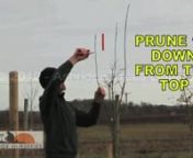 Buy Fruit Trees online at Ashridge Nurseries nhttps://www.ashridgetrees.co.uk/fruit-treesnnSubscribe to our newsletter for seasonal reminders, tips and offers. nhttps://www.ashridgetrees.co.uk/newsletter nnTRANSCRIPTnnIn this video, we show how to prune a fruit tree to form a half standard. Half standards are taller than bush shaped fruit trees, but not so tall that you need a crane to pick the crop: ladders will do. It is important to prunefruit trees for the first three years of their life t