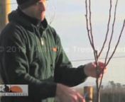 Subscribe to our newsletter for seasonal reminders, tips and offers. nhttps://www.ashridgetrees.co.uk/newsletternnhttps://www.ashridgetrees.co.uk/fruit-treesnnTRANSCRIPTnnIn this video, we show how to prune a fruit tree in its second year of life to form a half standard. Half standards are taller than bush shaped fruit trees, but not so tall that you need a crane to pick the crop: ladders will do. It is important to prunefruit trees for the first three years of their life to help build a stron