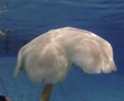 Virginia Tech College of Engineering researchers have unveiled a life-like, autonomous robotic jellyfish the size and weight of a grown man, 5 foot 7 inches in length and weighing 170 pounds, as part of a U.S. Navy-funded project.nnThe prototype robot, nicknamed Cyro, is a larger model of a robotic jellyfish the same team – headed by Shashank Priya of Blacksburg, Va., and professor of mechanical engineering at Virginia Tech – unveiled in 2012. The earlier robot, dubbed RoboJelly, is roughly