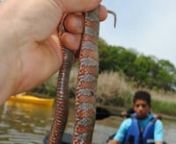 While paddling in with Kent County Middle School&#39;s 7th Grade on May 10, we caught a brown water snake.