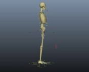 Rigging para el esqueleto humano from esqueleto humano