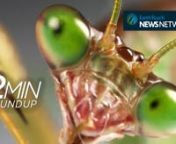 Praying mantises rock tiny 3D glasses in the name of science, a clingy octopus claims a diver&#39;s arm, unearthing a prehistoric monster croc, India’s sad mass whale stranding &amp; what’s the catch with Hong Kong’s planned ivory ban?nnWant more? Subscribe to our weekly newsletter!nhttp://www.earthtouchnews.com/newsletter-signup/nnEarth Touch News Network nhttp://www.earthtouchnews.comnnNEWS SOURCESnnHONG KONG BANS IVORYnhttp://goo.gl/58rdqBn nCIRCUS ELEPHANTS RETIRED nhttp://goo.gl/yNvxm3nn