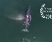 The best of the Exploring Baja series, in this 3 minutes trip you will watch whales, dolphins, sea lions, whale sharks and some of the most beautiful and surrealistic landscapes of the world. nnAerial Photography, Edit and Color Grade by:nTarsicio Sañudo nnMusicnScott Buckley - ‘Echoes’, a Destiny remixnhttp://www.scottbuckley.com.au/nnShot with DJI F450 + Zenmuse H3-3D + GoPro Hero 4 Black. nnProduced by Postandflynnhttp://www.postandfly.com.mxninfo@postandfly.com.mxnhttps://www.facebook.c