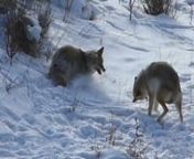 For a full description of the communication in this video: https://ricklamplugh.substack.com/p/the-beauty-of-coyote-communicationnMary and I had the good fortune to watch a family of Yellowstone coyotes share a meal. We stumbled upon them while hiking in snow along the Gardner River. Surprised, we stopped and hid behind a juniper tree on a hill. After a few moments, Mary and I had calmed down enough to realize that this family interaction would be great to video now and study later. Mary started