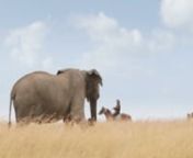 Más que un viaje, esta cabalgata safari es una experiencia de vida en la que se siente cada minuto y poro de la piel. La cercanía de la vida salvaje y la abundacia de animales en el Parque Masai Mara, en Kenia, son parte del contexto en el que desarrolla una aventura para recordar toda la vida.
