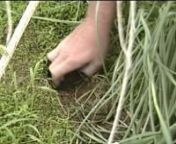 Well . . .Your friends might have told you something about a stork delivering them . . . But baby bunnies really come out of little holes in the ground!And here&#39;s some video to prove it!