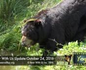 This video is a BWU Update October 24, 2016 - ©Bear With UsnThis video is about bears at Bear With Us .nPhotography, Narrative and Edit - Mike J McIntosh. nEdited using Final Cut Pro. Cameras - Sony AX100, iPhone6, Nikon D500n©Bear With Us Inc. / mjmcintosh 2016nLearn more at bearwithus.org