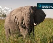 A dramatic leopard rescue in India, manatees make a comeback in Guadeloupe, an all-female team sets off on a 100-day expedition to raise awareness for Africa&#39;s elephants, the EU blacklists 37 invasive species and a bald eagle attacks a trio of osprey chicks!nnWant more? Subscribe to our weekly newsletter!nhttp://www.earthtouchnews.com/newsletter-signup/nnEarth Touch News Network nhttp://www.earthtouchnews.comnnDARING RESCUEnhttps://goo.gl/vWIyO0nnMANATEE COMEBACKnhttps://goo.gl/wUIBY8nnEU SPECIE