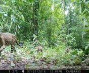 Jaguar Cubs Spotted After Hurricane Earl in Belize from cockscomb basin