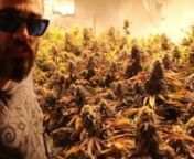 Click Here to Subscribe - http://bit.ly/1P3TottnGet Exclusive Videos- http://SchoolOfHardNugs.com/nnThis is the place to be if you are looking to grow your own Marijuana! We will cover everything you need to know in order to grow your own weed at home, set up a home grow, learn about cannabis genetics, make hash and edibles. We will be dropping tips and tricks that will help you increase your yields so be sure to subscribe for more!nnAll content provided on this Channel is for EDUCATIONAL AND EN