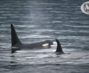 In this video we can see Fife A60 traveling with other members of his martraline Current A79 and Ripple A43 from the Northern Resident Orca Population of the Pacific Northwest. The audio that you can hear has been recorded by a hydrophone (underwater microphone). All footage has been filmed from land. Enjoy.